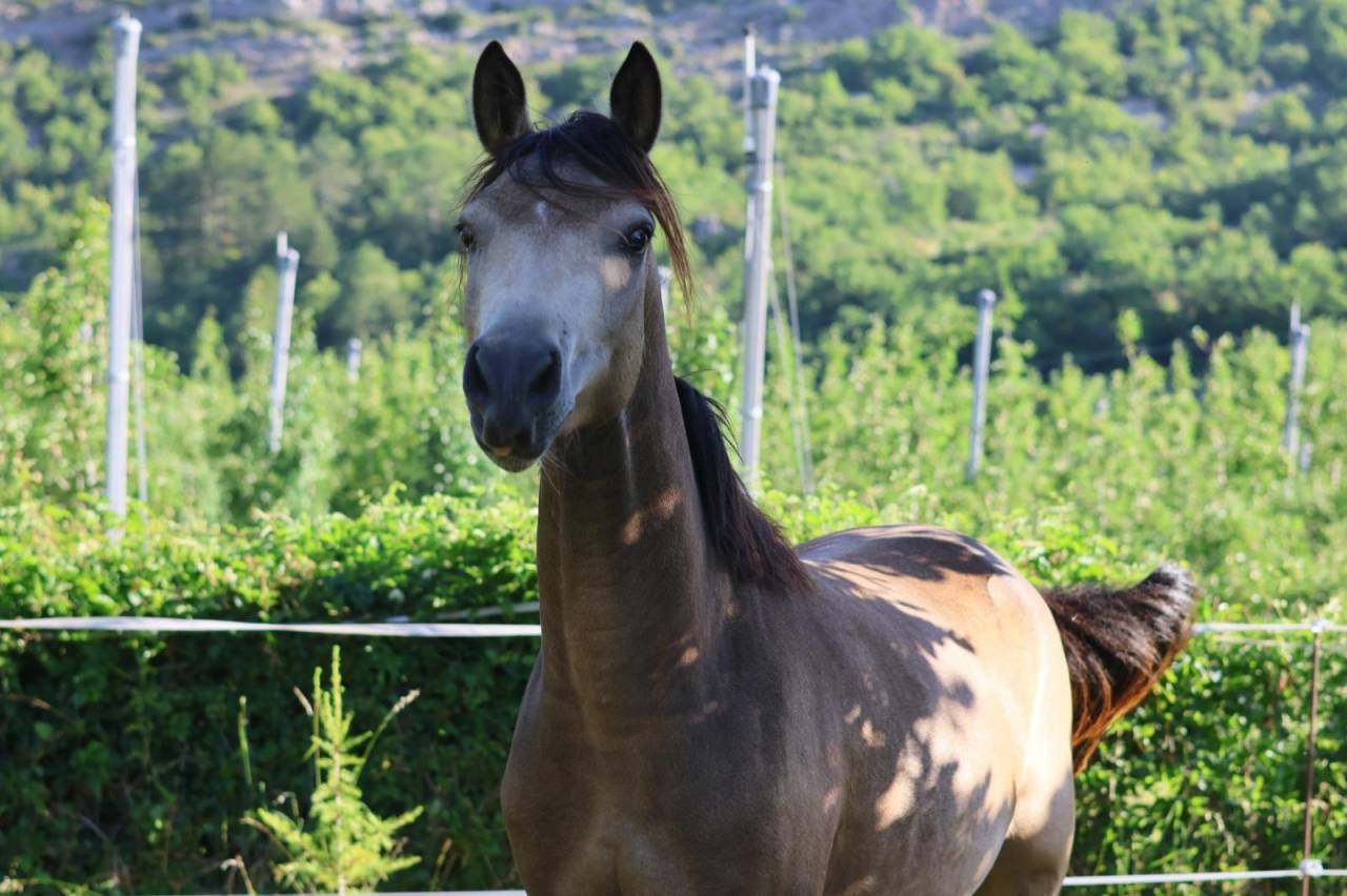 Yegua PFS Poni Fran&ccedil;&eacute;s de Silla En venta 2024 Isabelo