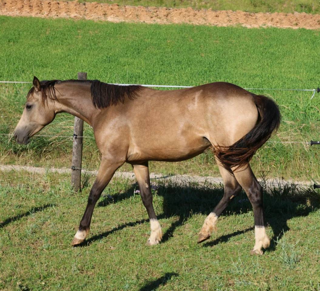 Yegua PFS Poni Fran&ccedil;&eacute;s de Silla En venta 2024 Isabelo
