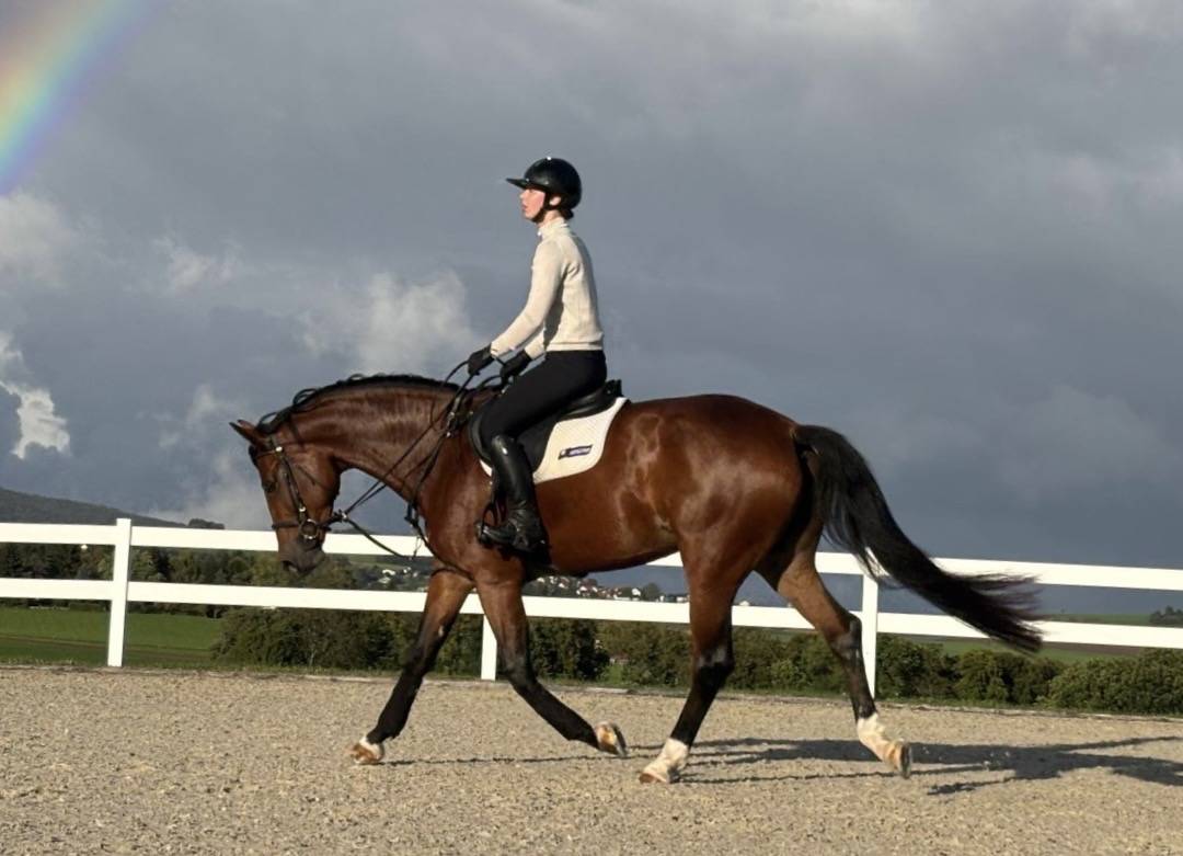 Yegua KWPN Caballo de Deporte Neerland&eacute;s En venta 2020 Bayo por Opium JW VAN DER MOERHOEVE TN