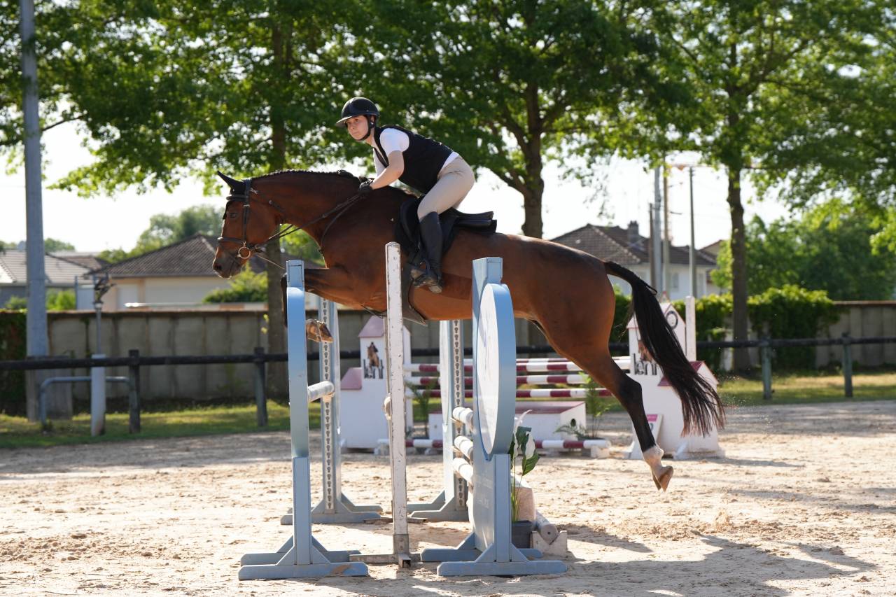 Yegua KWPN Caballo de Deporte Neerland&eacute;s En venta 2020 Bayo por Opium JW VAN DER MOERHOEVE TN