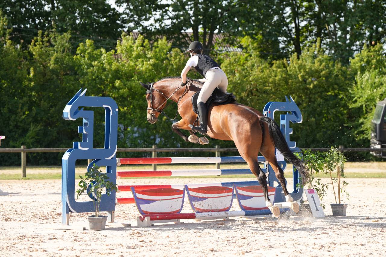 Yegua KWPN Caballo de Deporte Neerland&eacute;s En venta 2020 Bayo por Opium JW VAN DER MOERHOEVE TN
