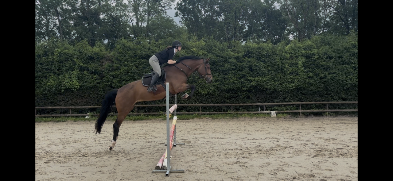 Yegua KWPN Caballo de Deporte Neerland&eacute;s En venta 2020 Bayo por Opium JW VAN DER MOERHOEVE TN