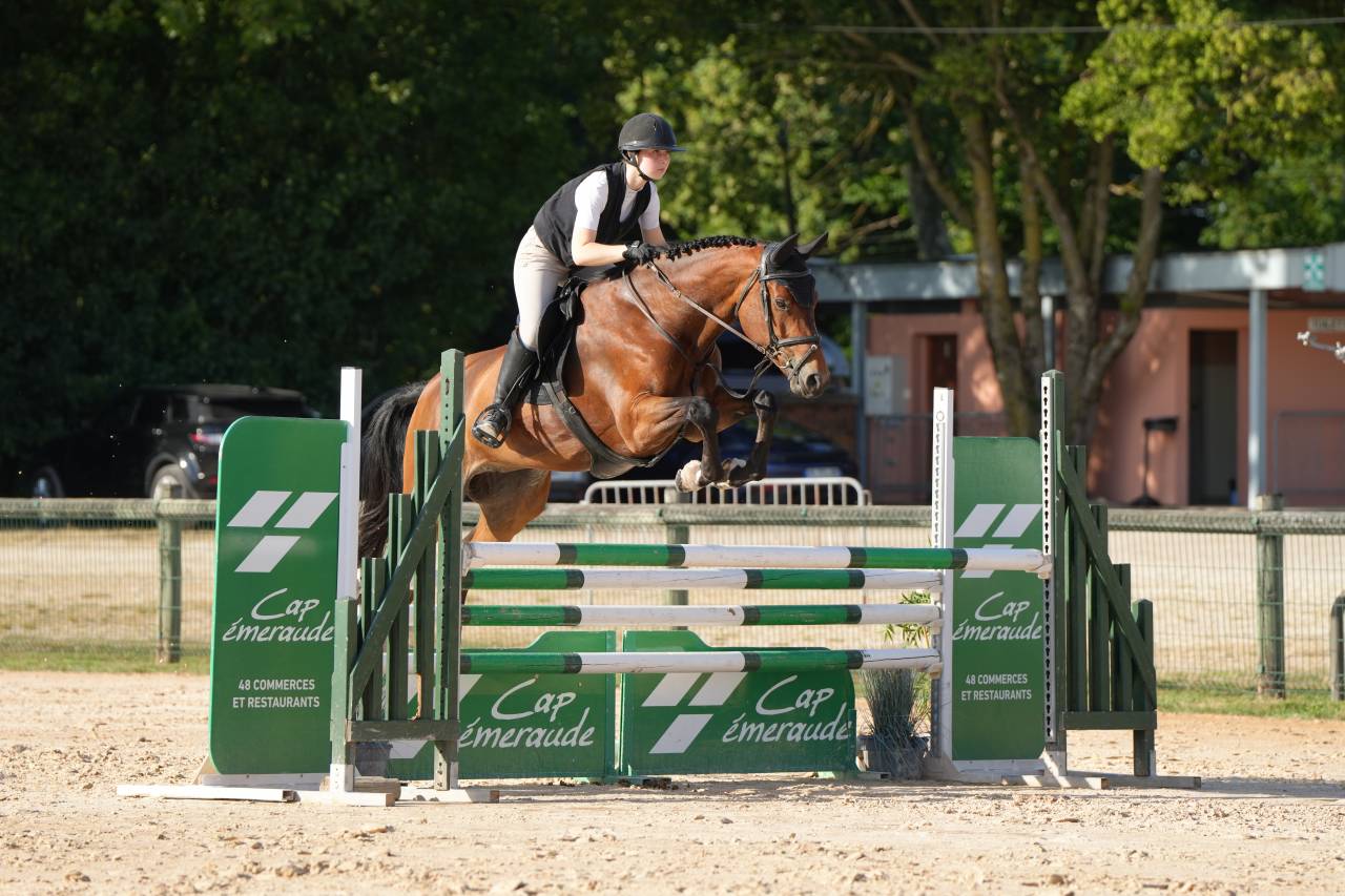 Yegua KWPN Caballo de Deporte Neerland&eacute;s En venta 2020 Bayo por Opium JW VAN DER MOERHOEVE TN