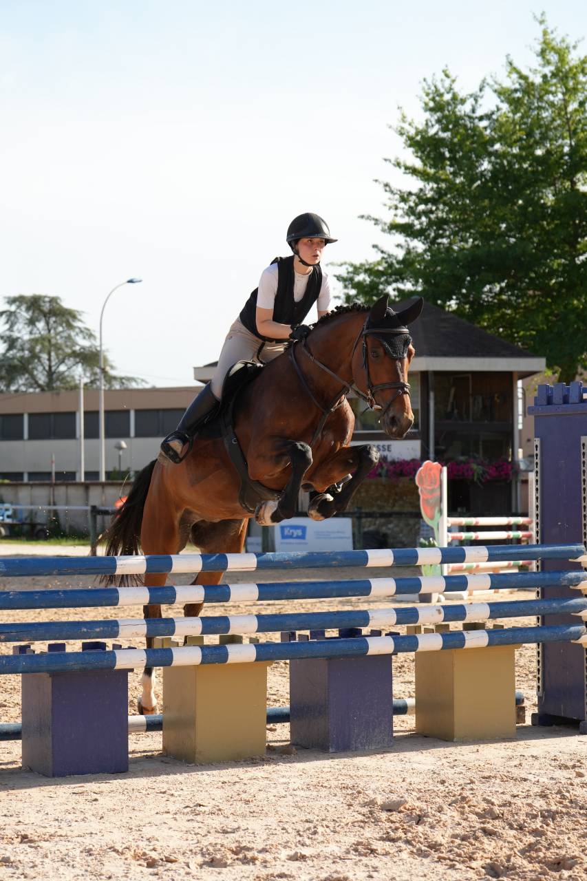 Yegua KWPN Caballo de Deporte Neerland&eacute;s En venta 2020 Bayo por Opium JW VAN DER MOERHOEVE TN