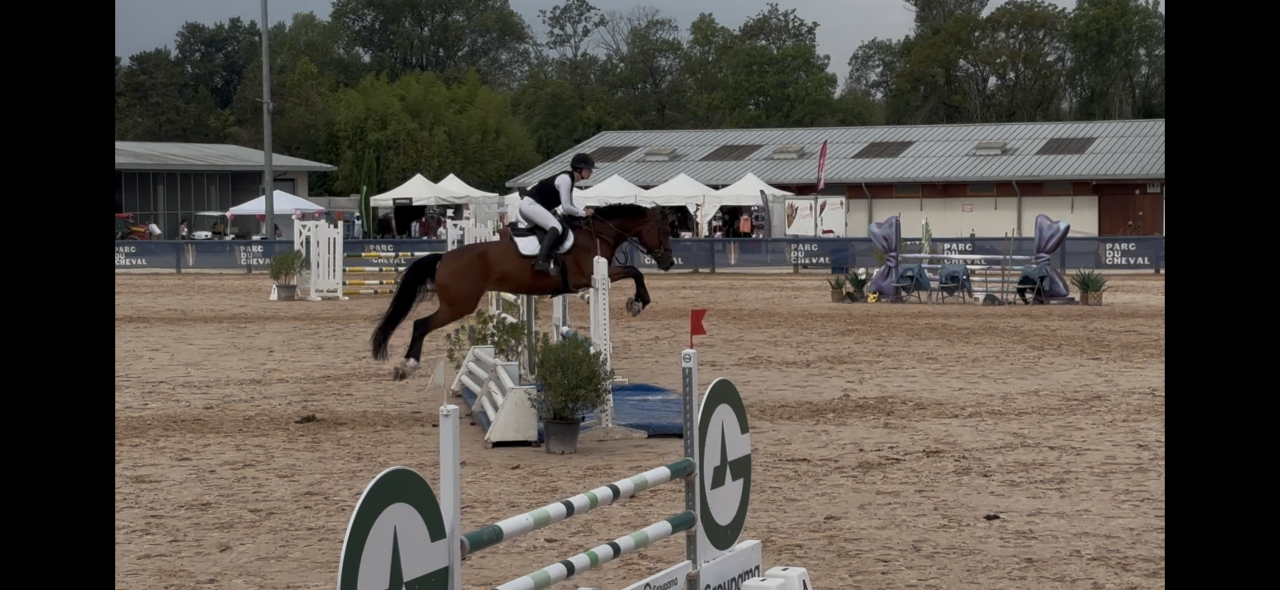 Yegua KWPN Caballo de Deporte Neerland&eacute;s En venta 2020 Bayo por Opium JW VAN DER MOERHOEVE TN
