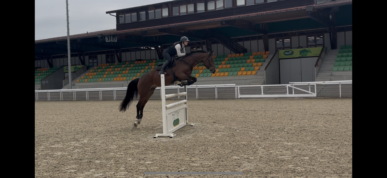 Yegua KWPN Caballo de Deporte Neerland&eacute;s En venta 2020 Bayo por Opium JW VAN DER MOERHOEVE TN