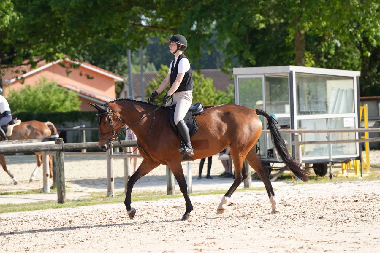 Yegua KWPN Caballo de Deporte Neerland&eacute;s En venta 2020 Bayo por Opium JW VAN DER MOERHOEVE TN