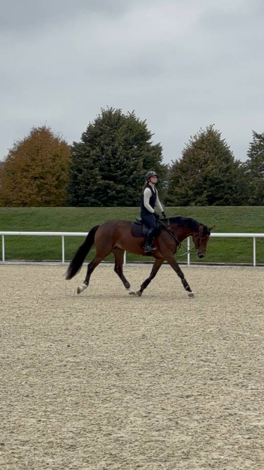 Yegua KWPN Caballo de Deporte Neerland&eacute;s En venta 2020 Bayo por Opium JW VAN DER MOERHOEVE TN