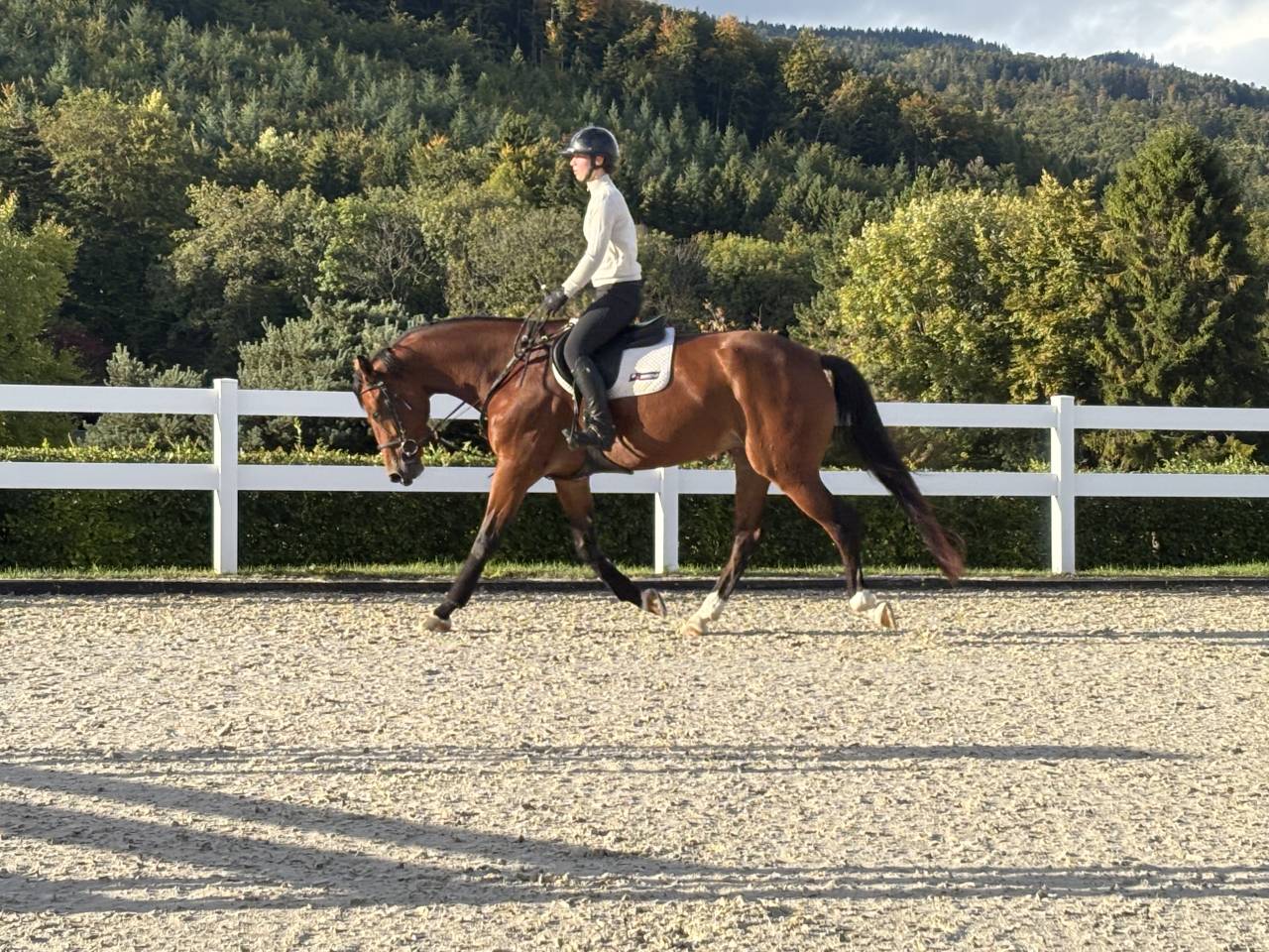 Yegua KWPN Caballo de Deporte Neerland&eacute;s En venta 2020 Bayo por Opium JW VAN DER MOERHOEVE TN