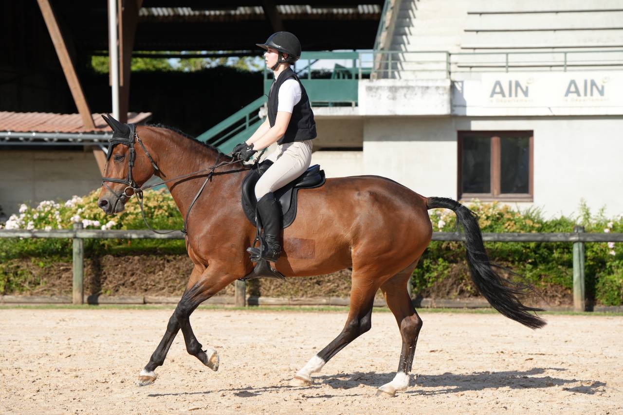 Yegua KWPN Caballo de Deporte Neerland&eacute;s En venta 2020 Bayo por Opium JW VAN DER MOERHOEVE TN