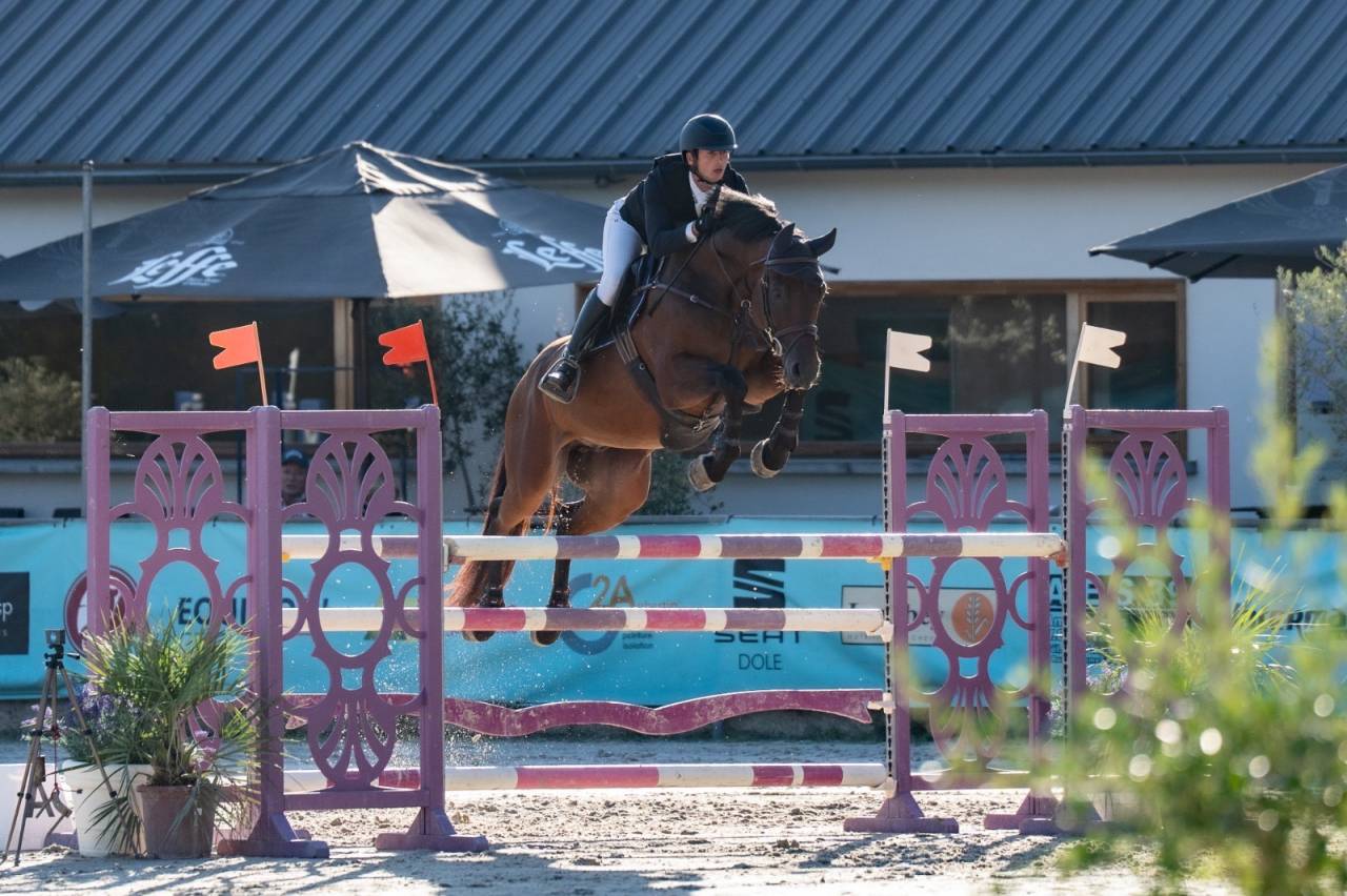 Caballo castrado Silla Franc&eacute;s En venta 2019 Bayo