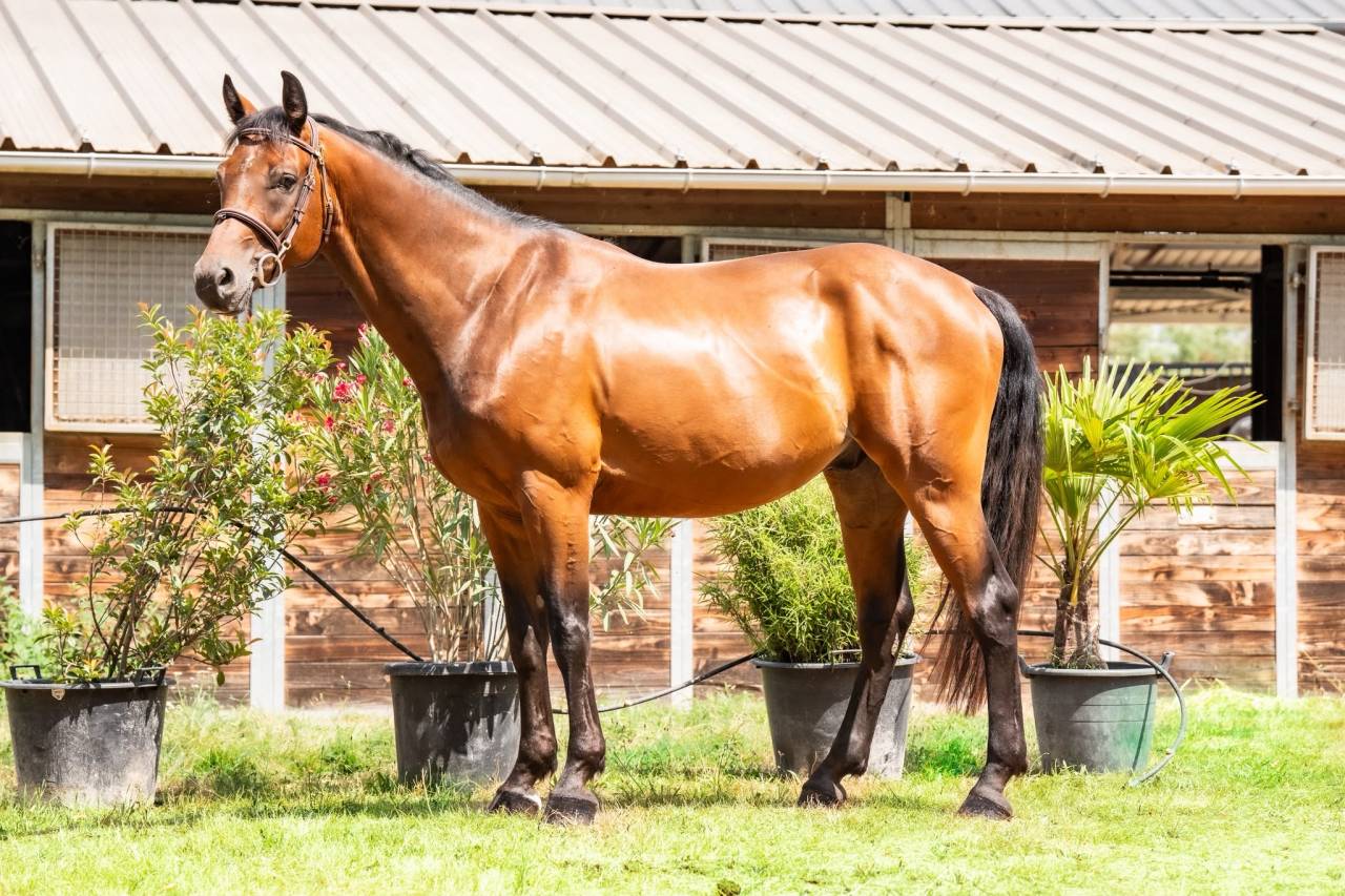 Caballo castrado Silla Franc&eacute;s En venta 2019 Bayo