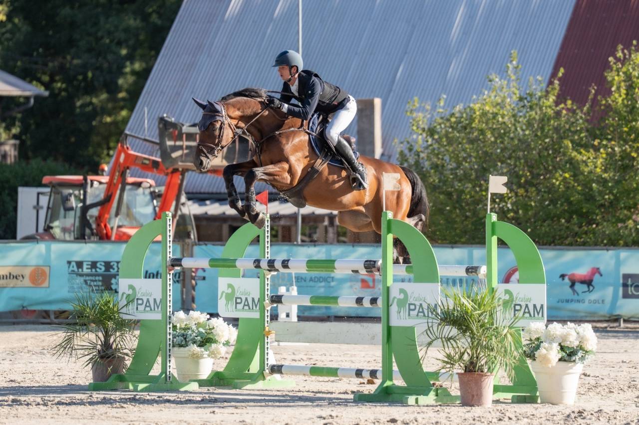 Caballo castrado Silla Franc&eacute;s En venta 2019 Bayo