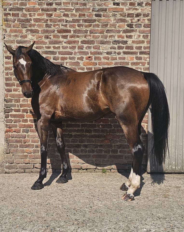 Caballo castrado Media Sangre En venta 2022 Bayo moreno por EMERALD