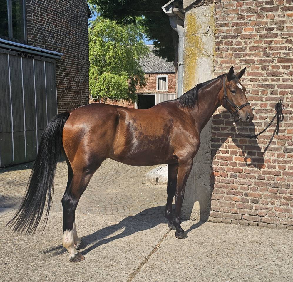 Caballo castrado Media Sangre En venta 2022 Bayo moreno por EMERALD