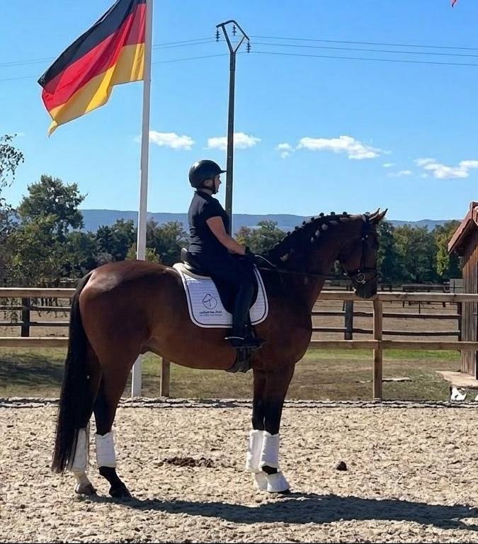 Caballo castrado Hannoveriano En venta 2017 Bayo moreno