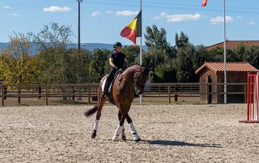 Caballo castrado Hannoveriano En venta 2017 Bayo moreno