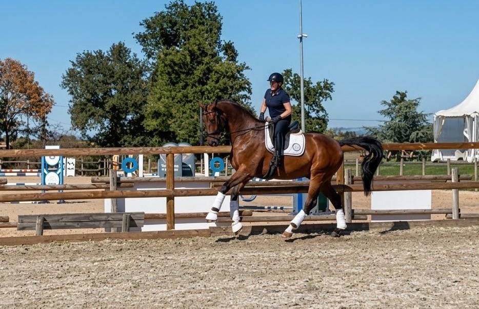 Caballo castrado Hannoveriano En venta 2017 Bayo moreno