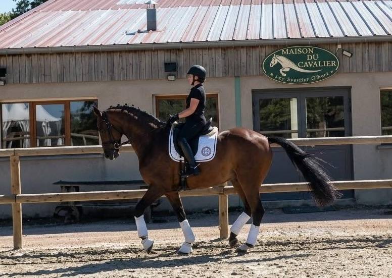 Caballo castrado Hannoveriano En venta 2017 Bayo moreno