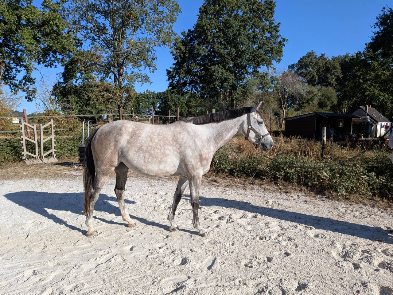 Yegua Silla Franc&eacute;s En venta 2022 Tordo por chacco white