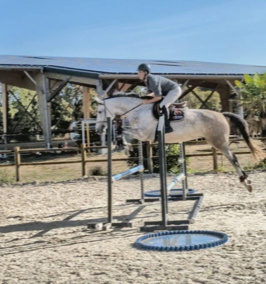 Yegua Silla Franc&eacute;s En venta 2022 Tordo por chacco white