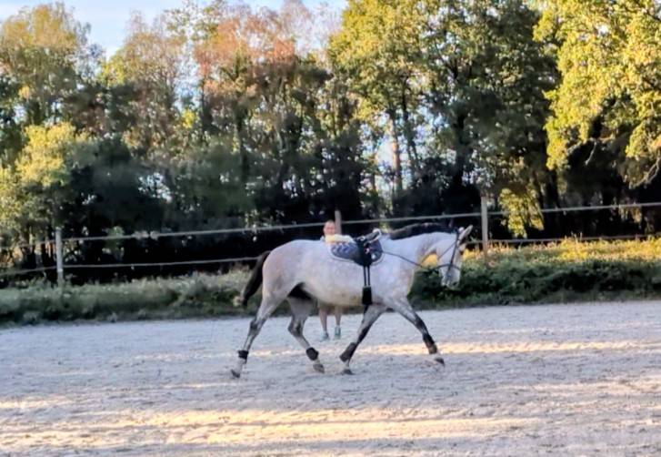 Yegua Silla Franc&eacute;s En venta 2022 Tordo por chacco white