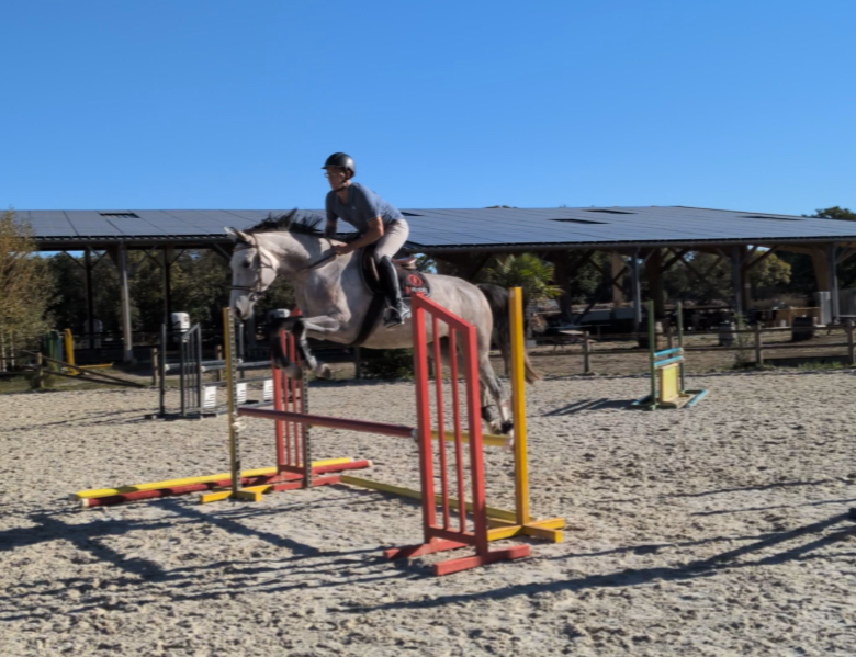 Yegua Silla Franc&eacute;s En venta 2022 Tordo por chacco white