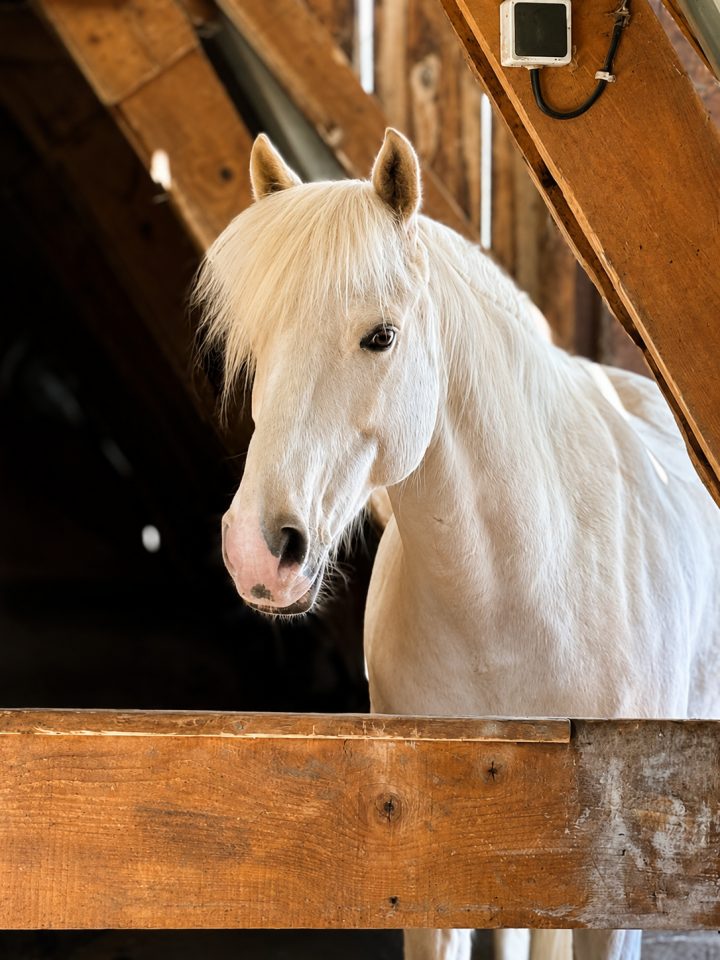 Caballo castrado PFS Poni Fran&ccedil;&eacute;s de Silla En venta 2017 Palomino
