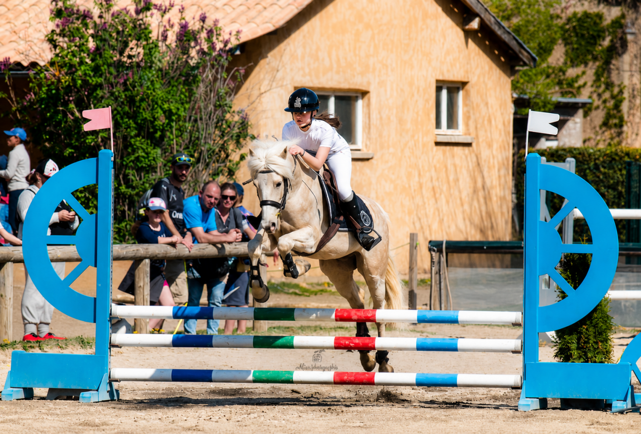 Caballo castrado PFS Poni Fran&ccedil;&eacute;s de Silla En venta 2017 Palomino