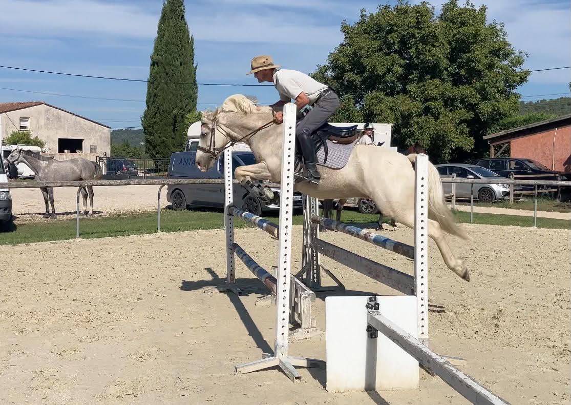 Caballo castrado PFS Poni Fran&ccedil;&eacute;s de Silla En venta 2017 Palomino