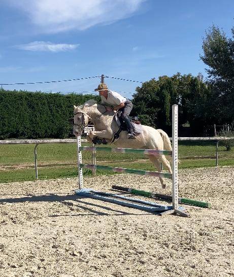 Caballo castrado PFS Poni Fran&ccedil;&eacute;s de Silla En venta 2017 Palomino