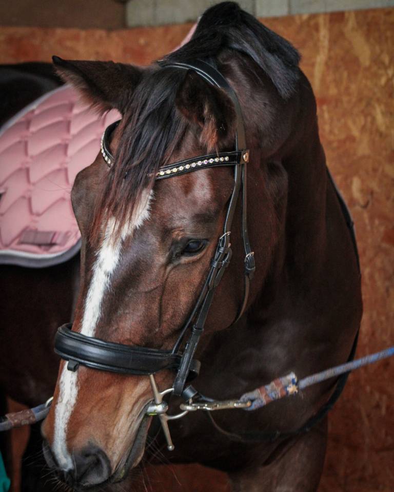 Yegua Silla Franc&eacute;s En venta 2016 Bayo por EPSOM GESMERAY