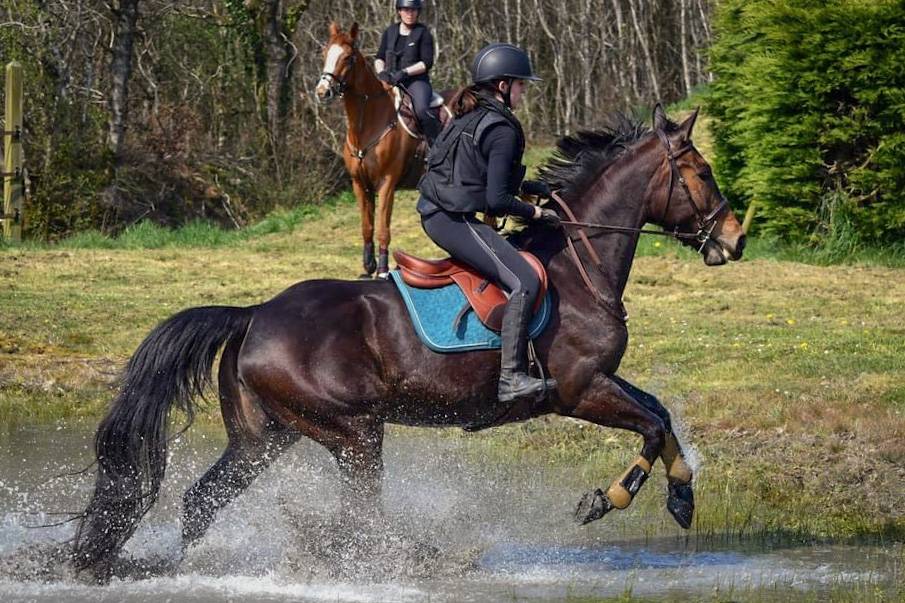 Yegua Silla Franc&eacute;s En venta 2016 Bayo por EPSOM GESMERAY
