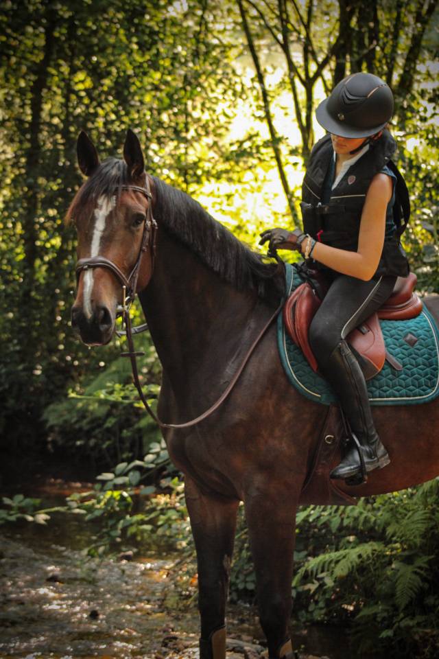 Yegua Silla Franc&eacute;s En venta 2016 Bayo por EPSOM GESMERAY