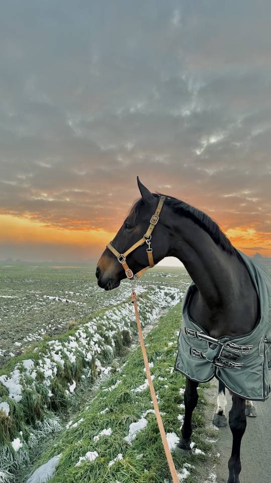 Yegua Silla Franc&eacute;s En venta 2016 Bayo por EPSOM GESMERAY