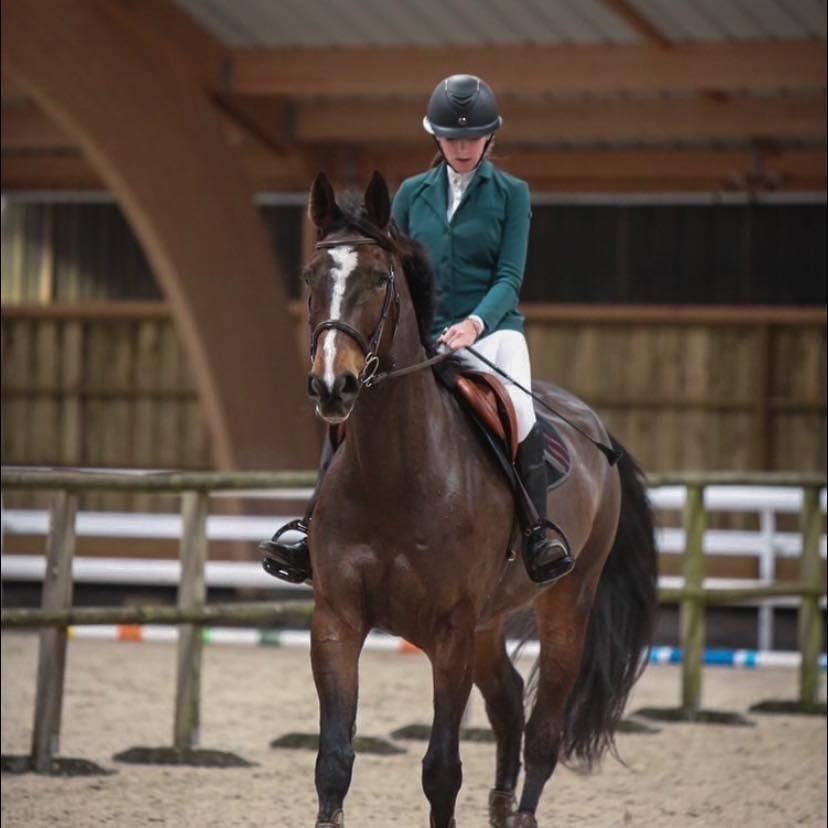 Yegua Silla Franc&eacute;s En venta 2016 Bayo por EPSOM GESMERAY