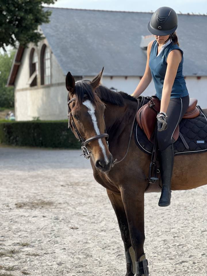 Yegua Silla Franc&eacute;s En venta 2016 Bayo por EPSOM GESMERAY