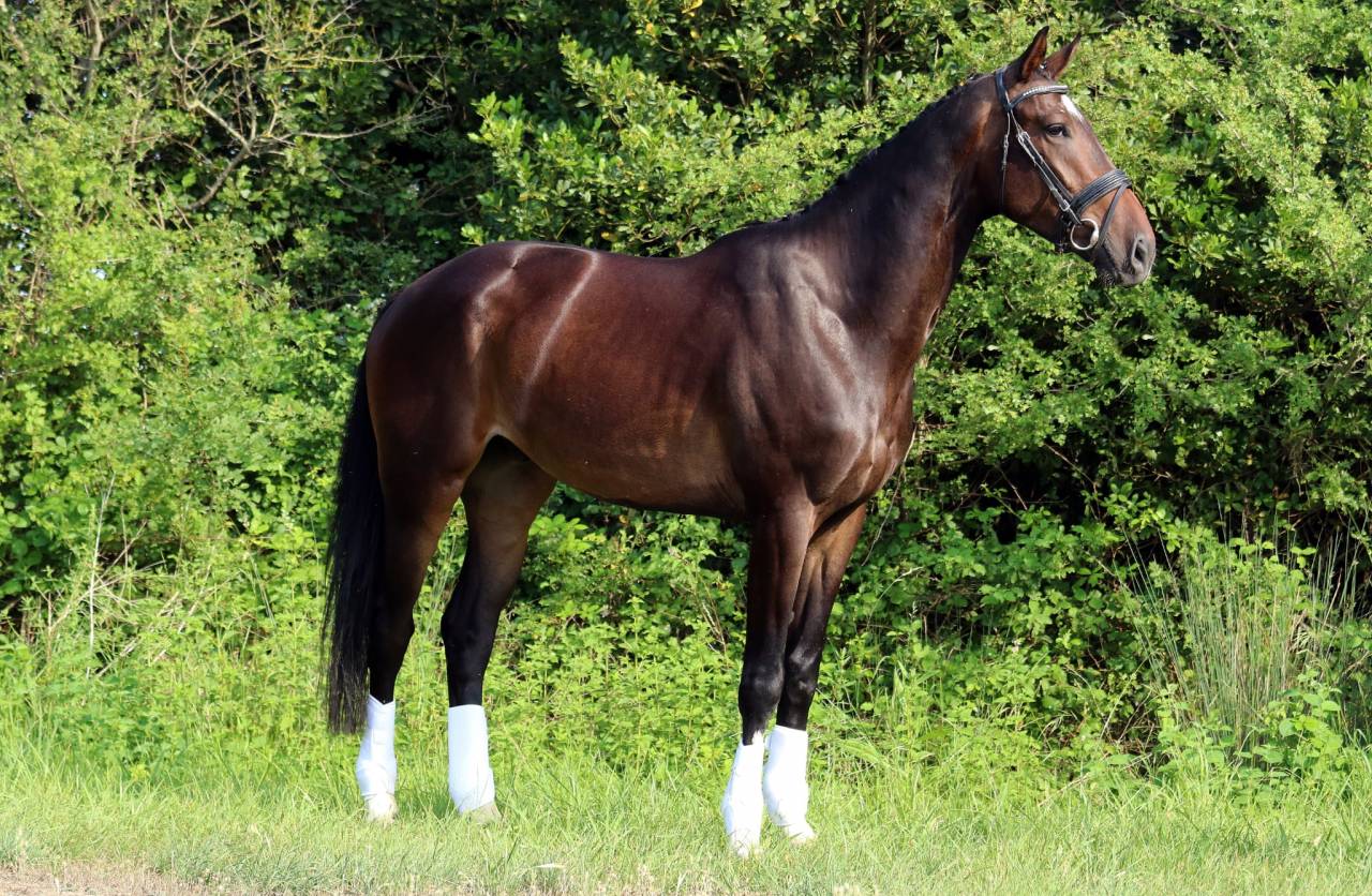 Caballo castrado KWPN Caballo de Deporte Neerland&eacute;s En venta 2019 Bayo moreno