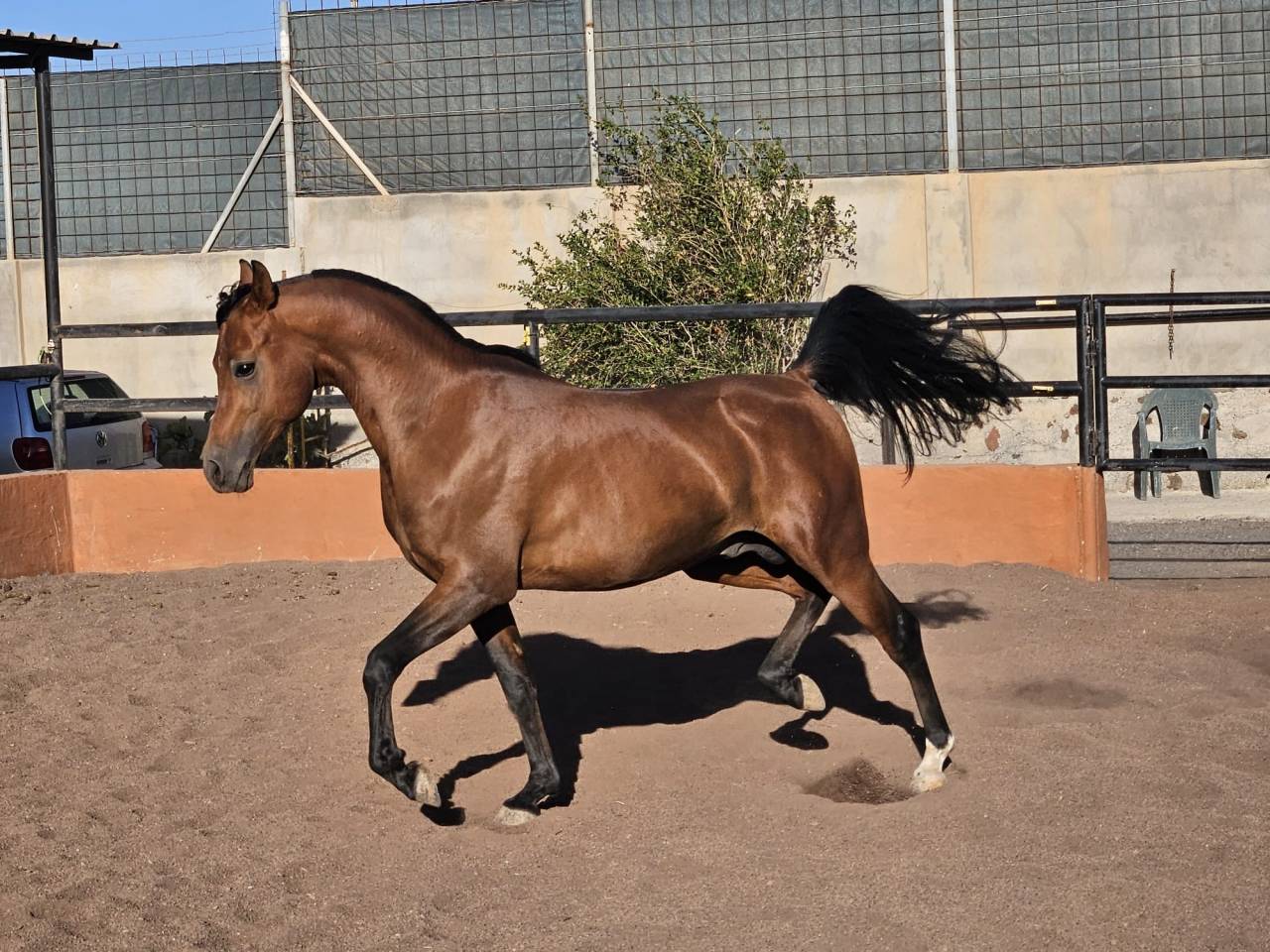 SEMENTAL P.RA EN GRAN CANARIA ESPA&Ntilde;A EN VENTA!!!!!!!!!!