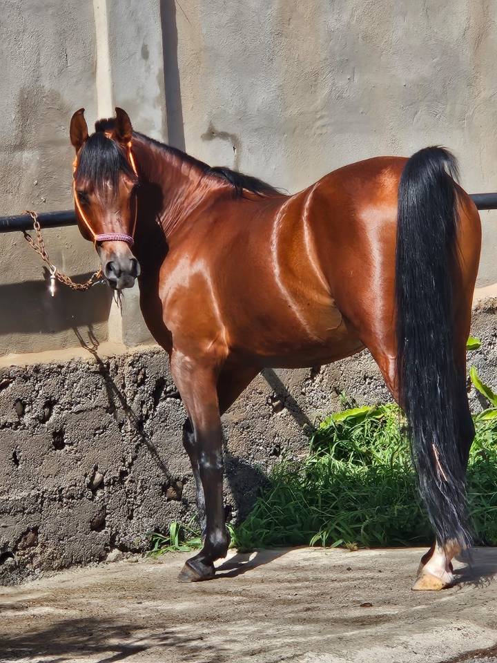 CABALLO P.R.A EN VENTA EN GRAN CANARIA ESPA&Ntilde;A!!!!!  