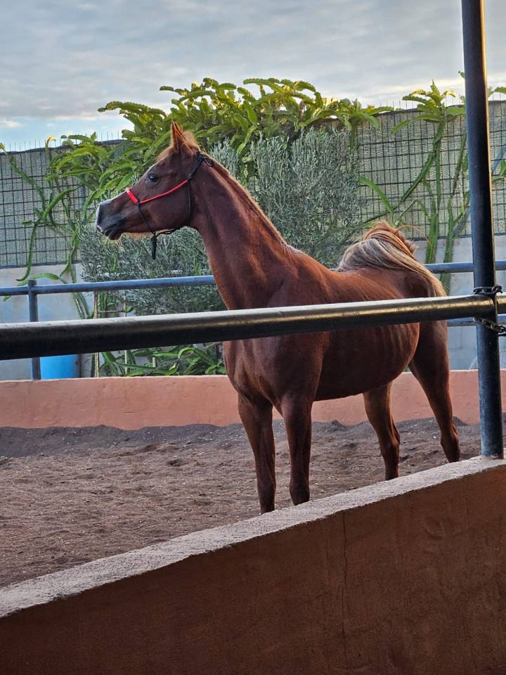 YEGUA P.R.A EN VENTA 