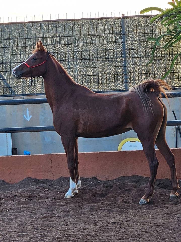 YEGUA P.R.A EN VENTA 