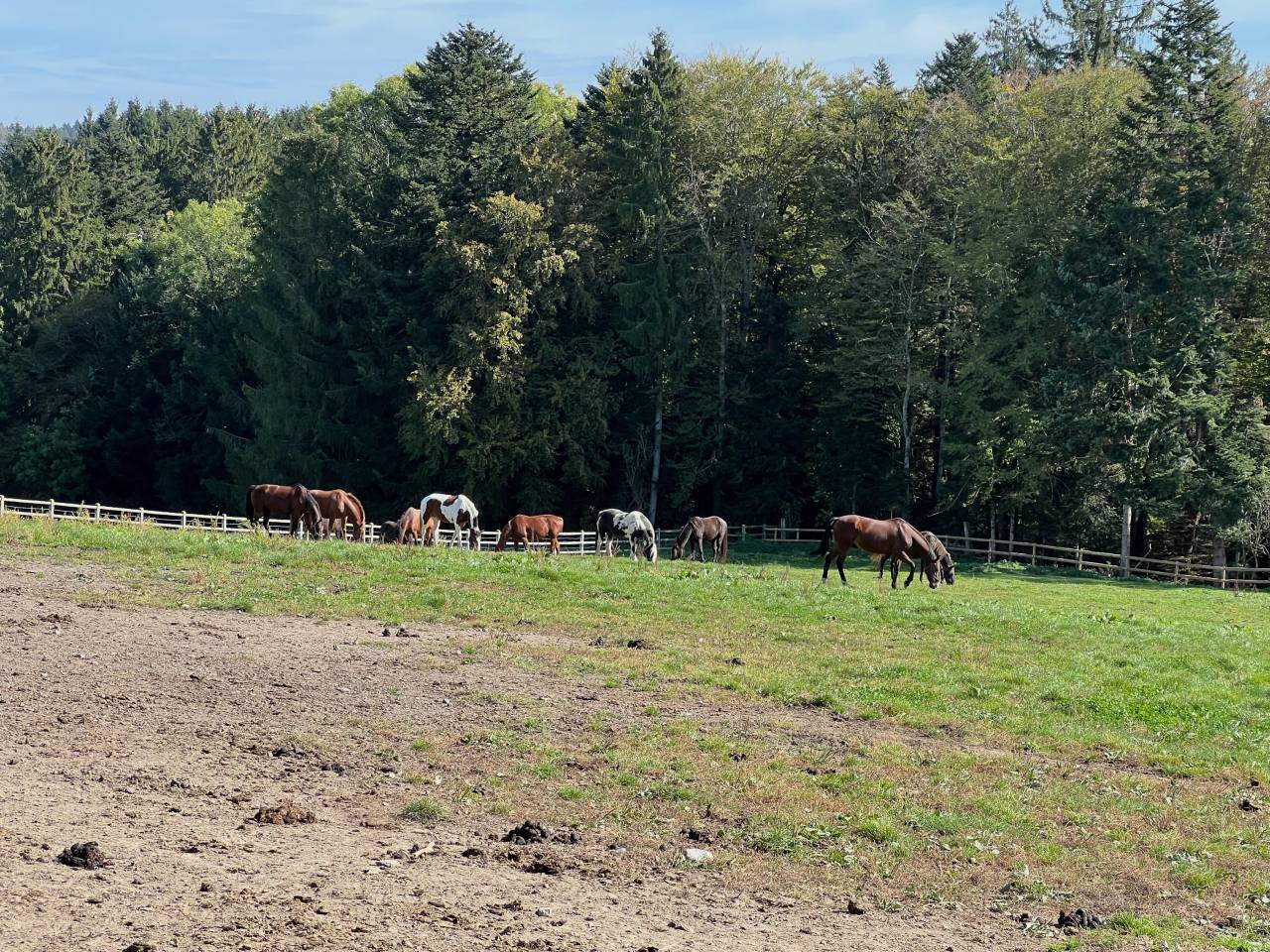 Granja ecuestre En venta Friburgo