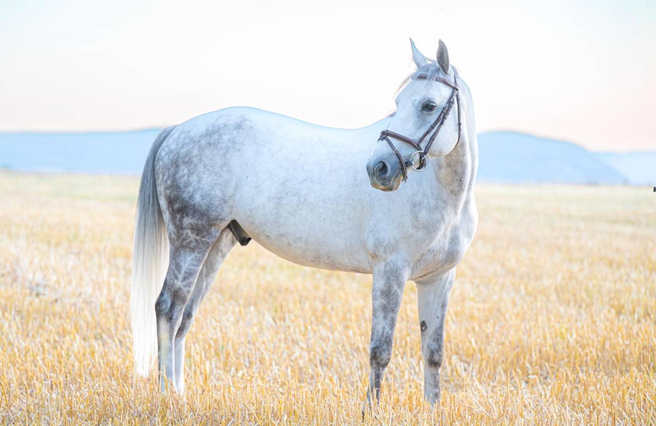 Caballo castrado PFS Poni Fran&ccedil;&eacute;s de Silla En venta 2017 Tordo