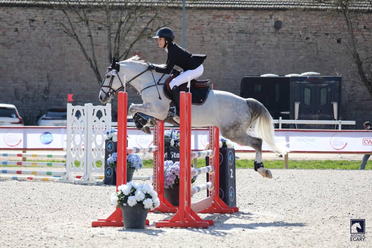 Caballo castrado PFS Poni Fran&ccedil;&eacute;s de Silla En venta 2017 Tordo