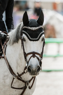 Caballo castrado PFS Poni Fran&ccedil;&eacute;s de Silla En venta 2017 Tordo