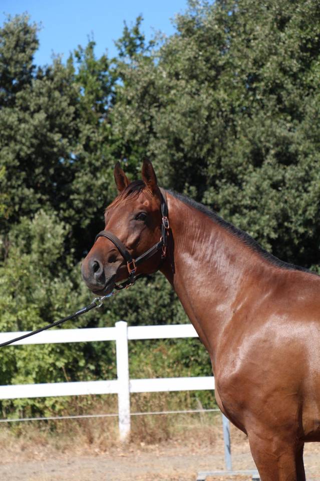 Semental Cheval de Selle Italien En venta 2023 Bayo por MYLORD CARTHAGO