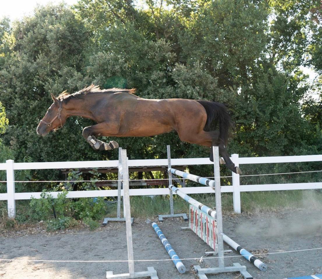 Semental Cheval de Selle Italien En venta 2023 Bayo por MYLORD CARTHAGO
