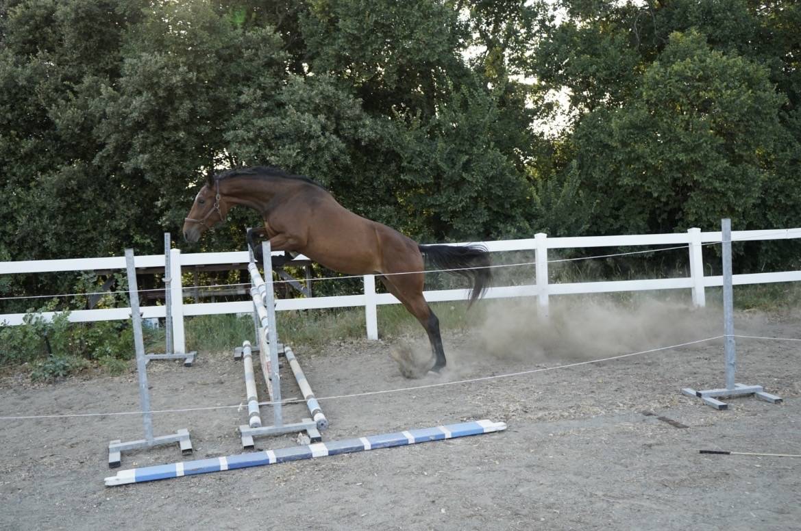 Semental Cheval de Selle Italien En venta 2023 Bayo por MYLORD CARTHAGO