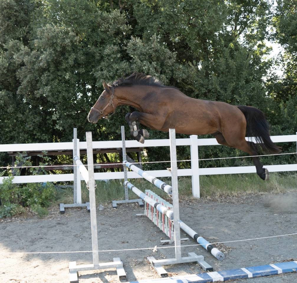 Semental Cheval de Selle Italien En venta 2023 Bayo por MYLORD CARTHAGO